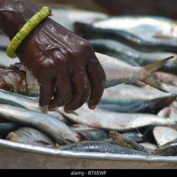 Sassandra / Les denrées alimentaires coûtent chères 