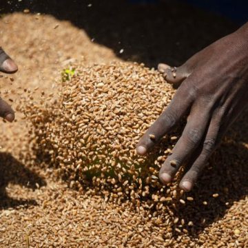 Face à la crise du blé : Que peut faire l’Afrique ?