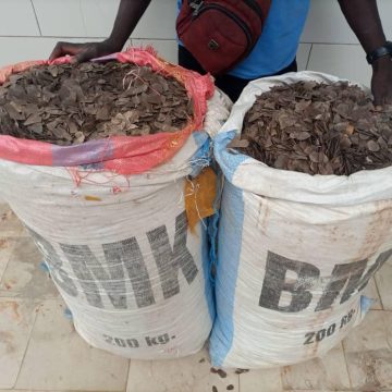 ph. Guiglo Guiglo : Deux trafiquants d’animaux arrêtés avec 153 kg d’écailles de pangolin