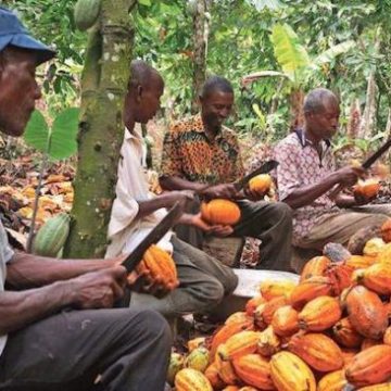 Filière cacao mondial : La Côte d’Ivoire et le Ghana se concertent pour le bien-être des producteurs