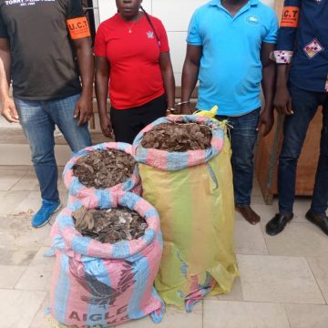 ph. commerce illicite d'animaux société Côte d’Ivoire / Commerce illicite des animaux protégés : Deux trafiquants d’écailles de pangolin arrêtés