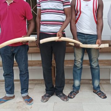 Côte d’Ivoire/Commerce illegal d&rsquo;Ivoire : 5 présumés trafiquants interpellés à Anyama et Abobo