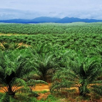 ph.plantations palmci aboisso 4 femmes arrêtées dans les plantations de PALMCI-Aboisso La Ligue ivoirienne des droits des femmes demande leur libération