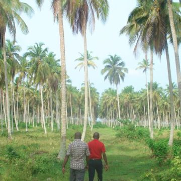 ph. cocoteraie en cote divoire Filière Coco – La Côte d’Ivoire veut redevenir leader africain