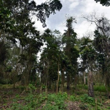 Mont Péko – Quand la perte du couvert forestier menace l’équilibre écologique