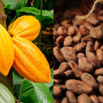 Côte d’Ivoire / Prix du cacao fixé à 2200 Fcfa, assurance maladie – Le gouvernement comble les producteurs de cacao