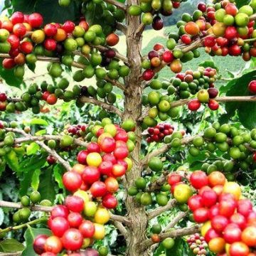 Agriculture – La Côte d&rsquo;Ivoire signe l&rsquo;accord international de 2022 sur le café