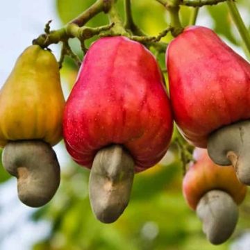 ph. Noix de cajou Campagne 2026 de l’Anacarde – Le prix bord champ du kg de la noix de cajou fixé à 400 FCFA