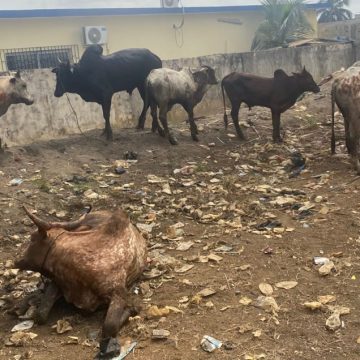 Kakoukro (Adiaké) – Vol de bétail : 3 individus suspects arrêtés à Samo