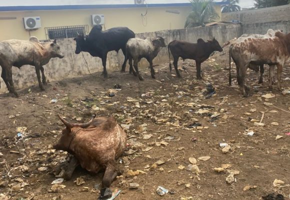 Kakoukro (Adiaké) – Vol de bétail : 3 individus suspects arrêtés à Samo