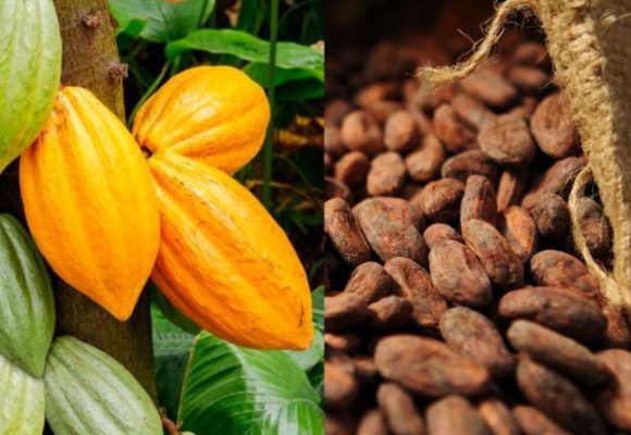 Scandale dans la filière café-cacao  –  Un DG devant le PPEF pour une affaire de 15 milliards de FCFA
