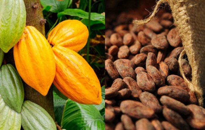 ph. Cacao Scandale dans la filière café-cacao – Un DG devant le PPEF pour une affaire de 15 milliards de FCFA