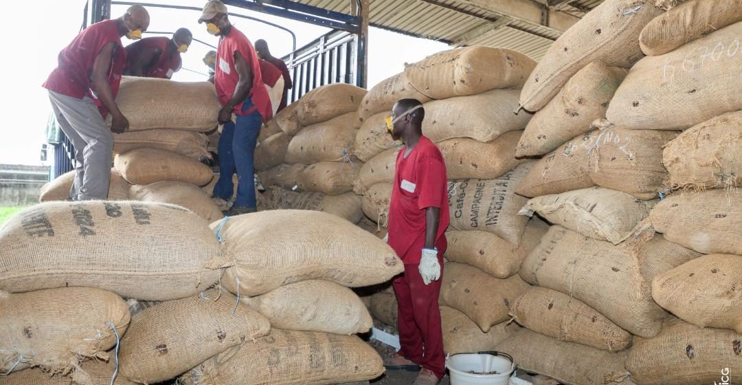 Filière café-cacao –  Le Conseil et son DG devant le tribunal civil d&rsquo;Abidjan-Plateau : Tout savoir sur le nouveau rebondissement dans l’affaire