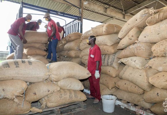 Filière café-cacao –  Le Conseil et son DG devant le tribunal civil d&rsquo;Abidjan-Plateau : Tout savoir sur le nouveau rebondissement dans l’affaire
