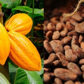 ph. Cacao Afrique – Union Européenne – Le retour de bâton du cacao plombe le commerce agroalimentaire au premier semestre 2026