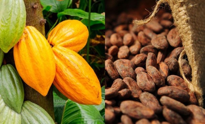 ph. Cacao Afrique – Union Européenne – Le retour de bâton du cacao plombe le commerce agroalimentaire au premier semestre 2026