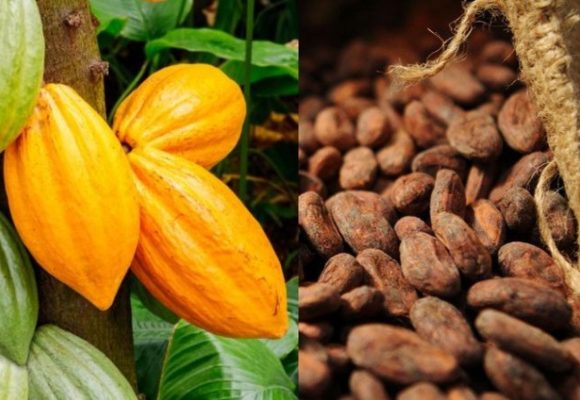 ph. Cacao Côte d’Ivoire / Prix bord champ de la campagne 2026-2027 – 1200 Fcfa pour le cacao, 1300 Fcfa pour le café